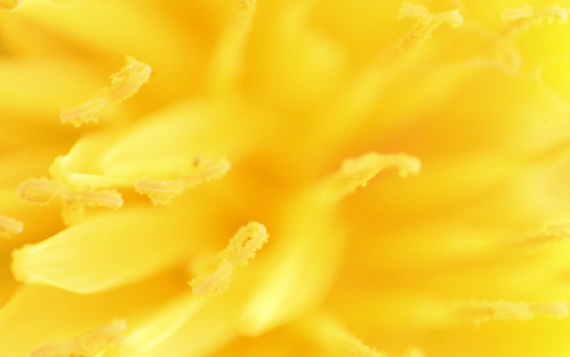 Casual Yellow