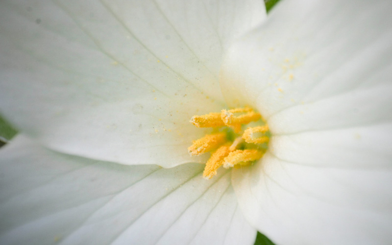 White & Yellow