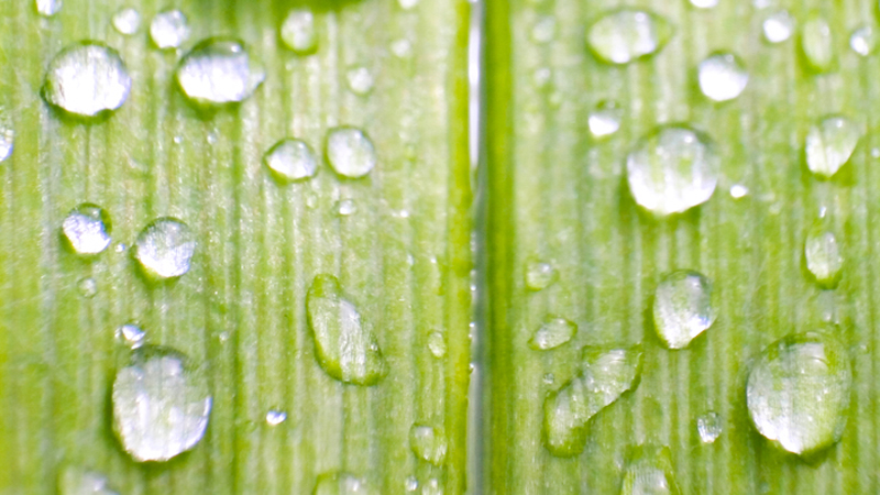 Green & Wet