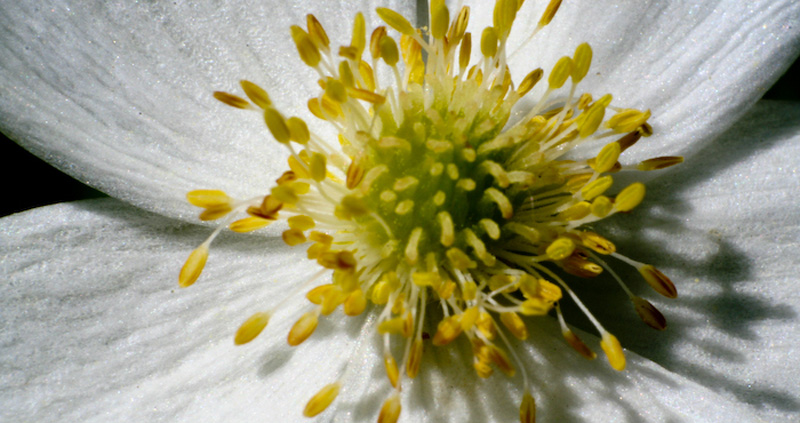 Full Bloom