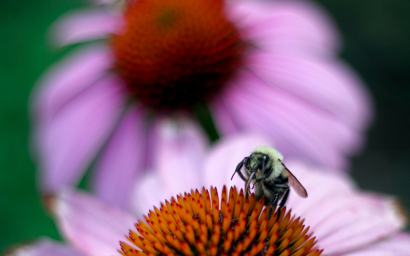 Bumble Bee
