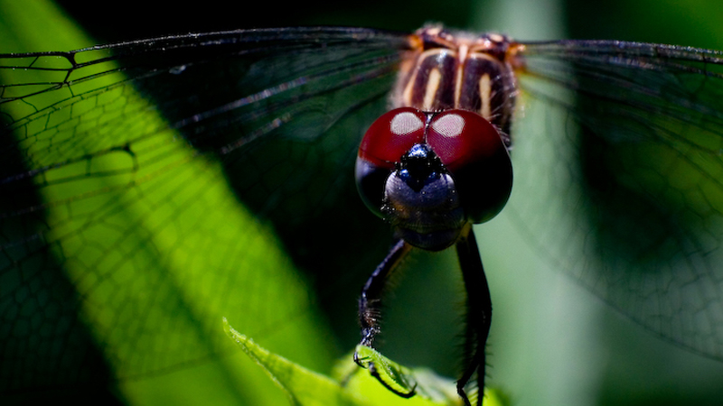 Dragon Fly