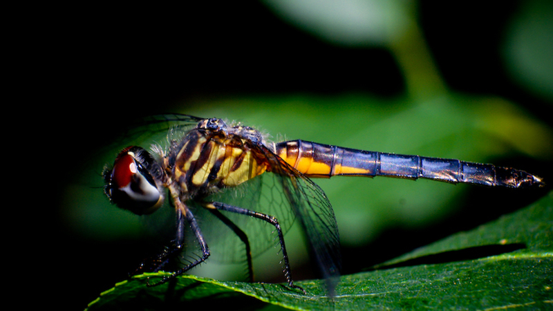 Dragon Fly 2
