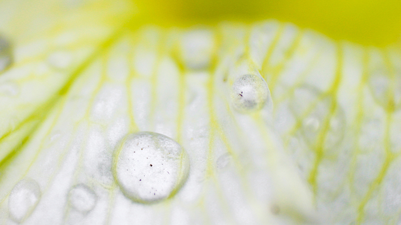 Flower & Dirt