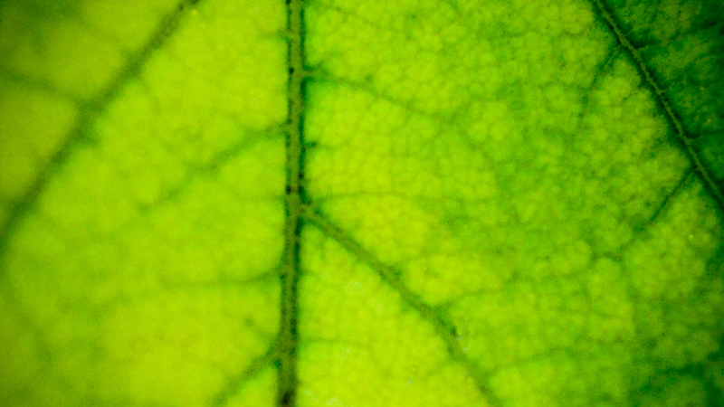 Green Veins