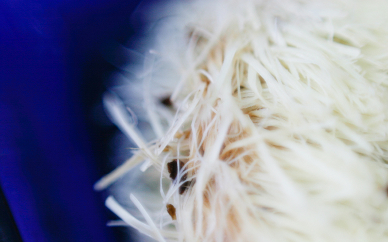 Bristles & Blue