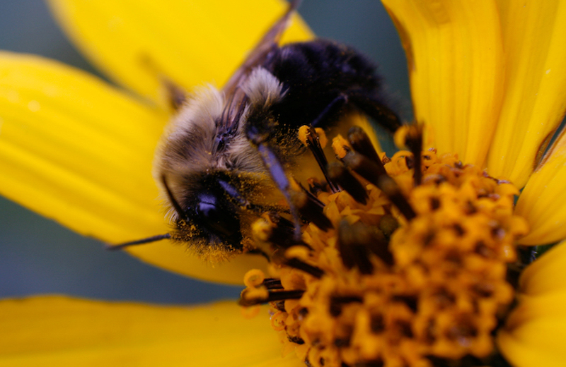 Sleeping Bumble Bee