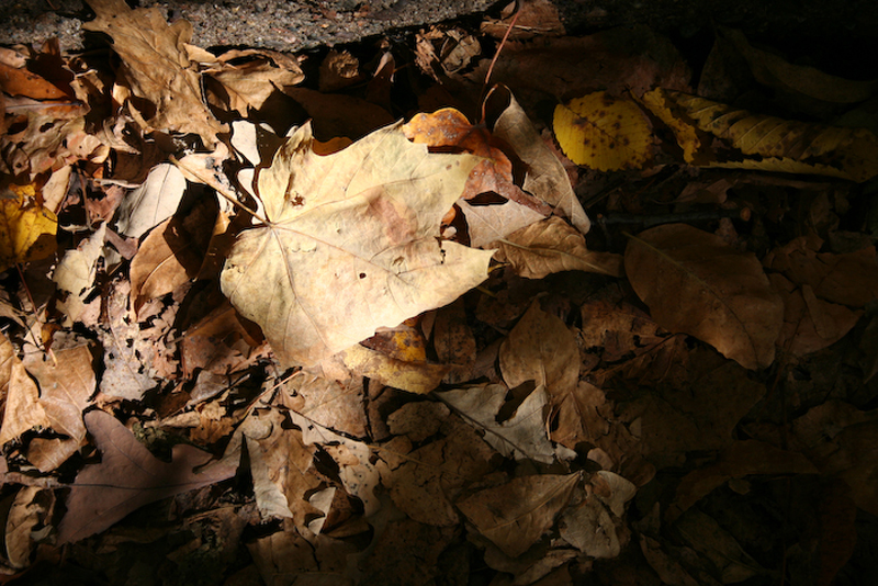 Last Leaves