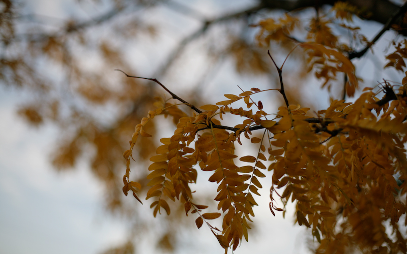 Fall's Back!