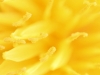 Casual Yellow