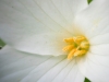 White & Yellow