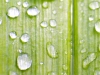 Green & Wet