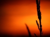 Sunset II