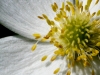 Full Bloom