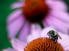 Bumble Bee