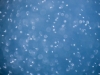 Blue Light