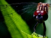 Dragon Fly