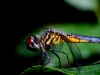 Dragon Fly 2