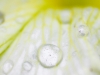 Flower & Dirt