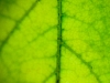 Green Veins