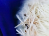 Bristles & Blue