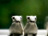 Three Blind Mice