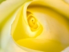 Tender & Yellow