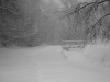 Bridge & White